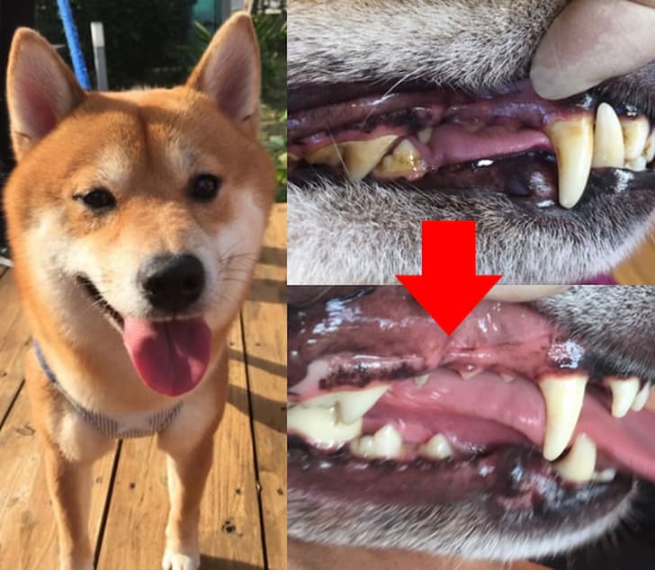 柴犬福君-dr dentalwanbefore-after