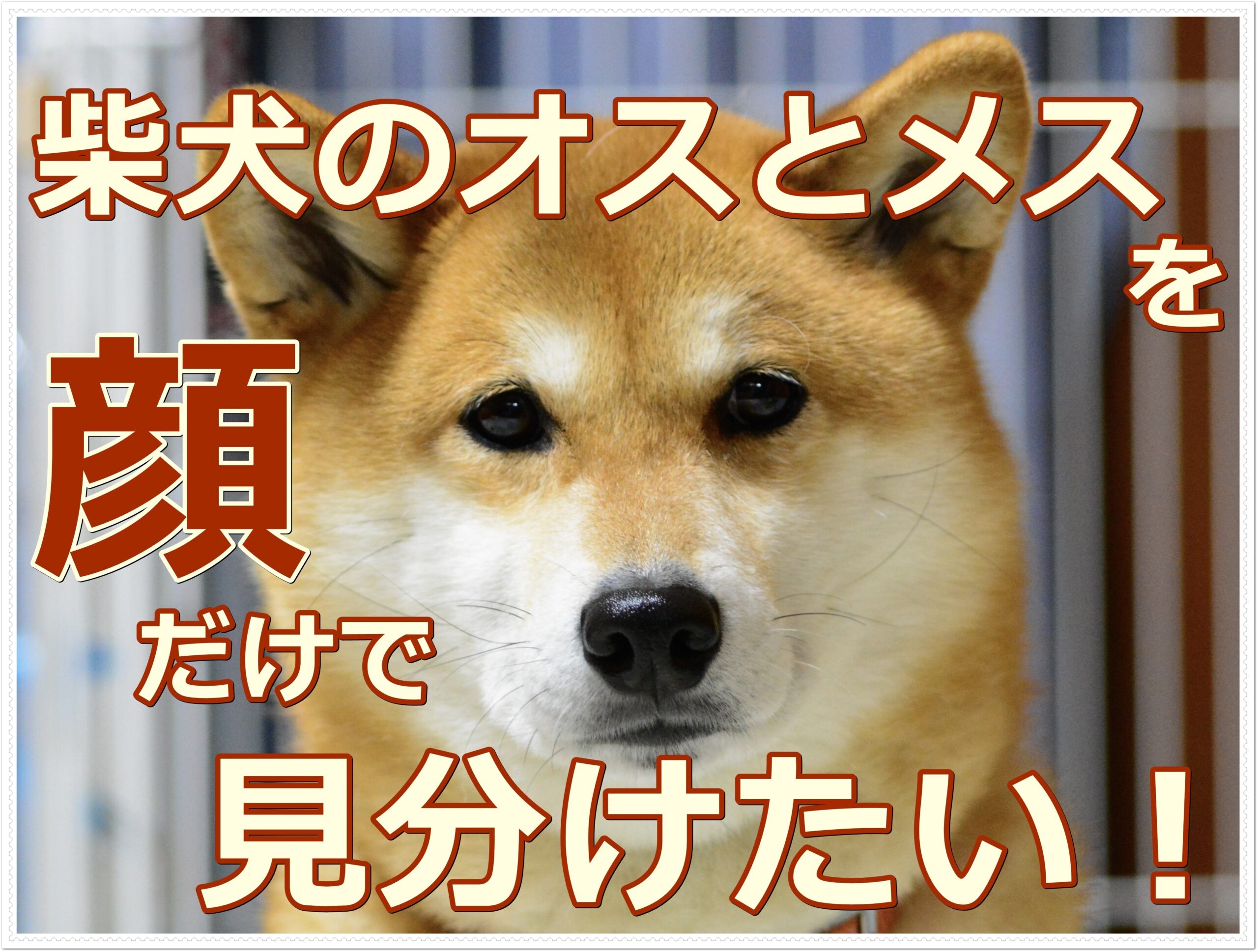 柴犬のオスとメスを顔で判断する方法を徹底解説!