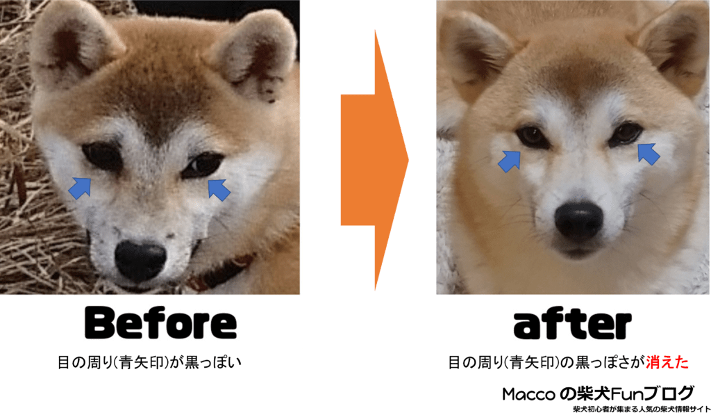 モグワン涙やけbefore-after