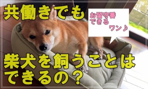 柴犬は共働きでも飼えるの?ペット飼育管理士がくわしく解説!